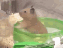GIF of a hamster spinning in a circle