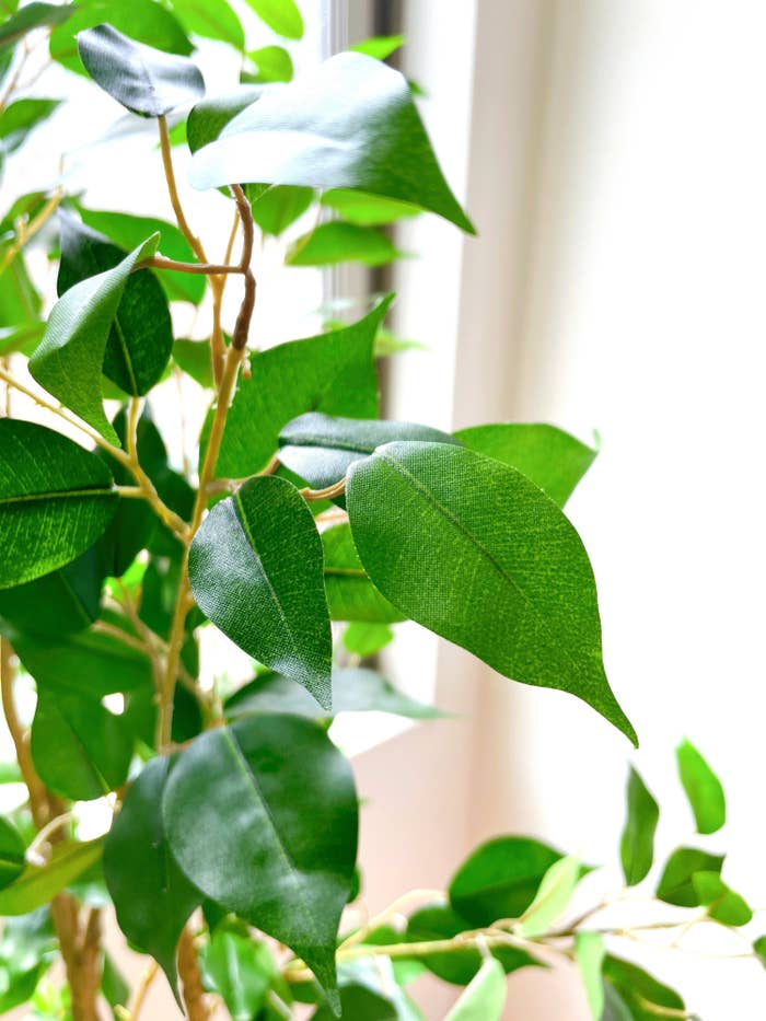 ニトリのおすすめのインテリア「フェイクグリーン フィカス150cm(OS605-5-352)」