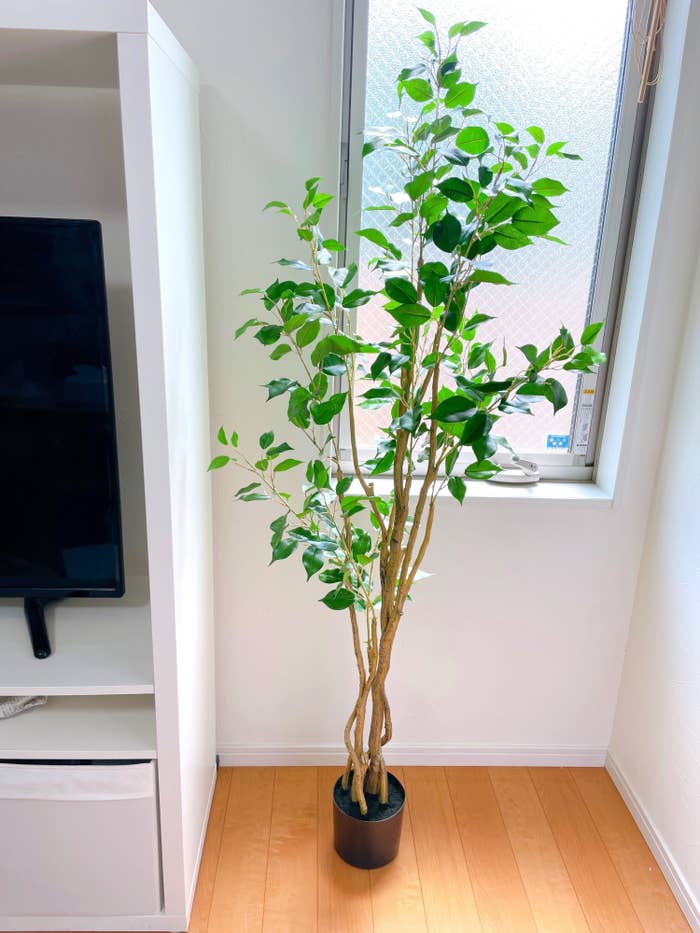 ニトリのおすすめのインテリア「フェイクグリーン フィカス150cm(OS605-5-352)」