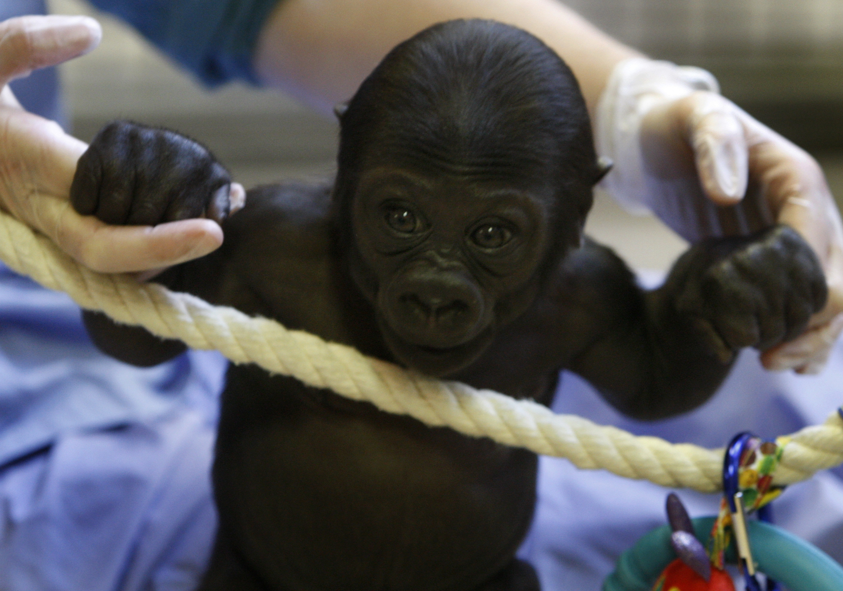 a baby gorilla holding human hands