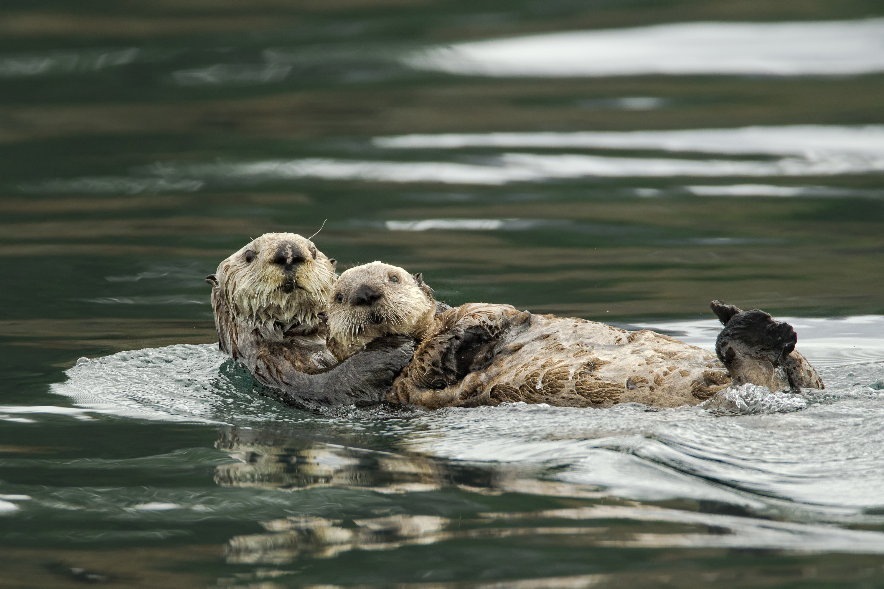 two baby sea otters hugging in water