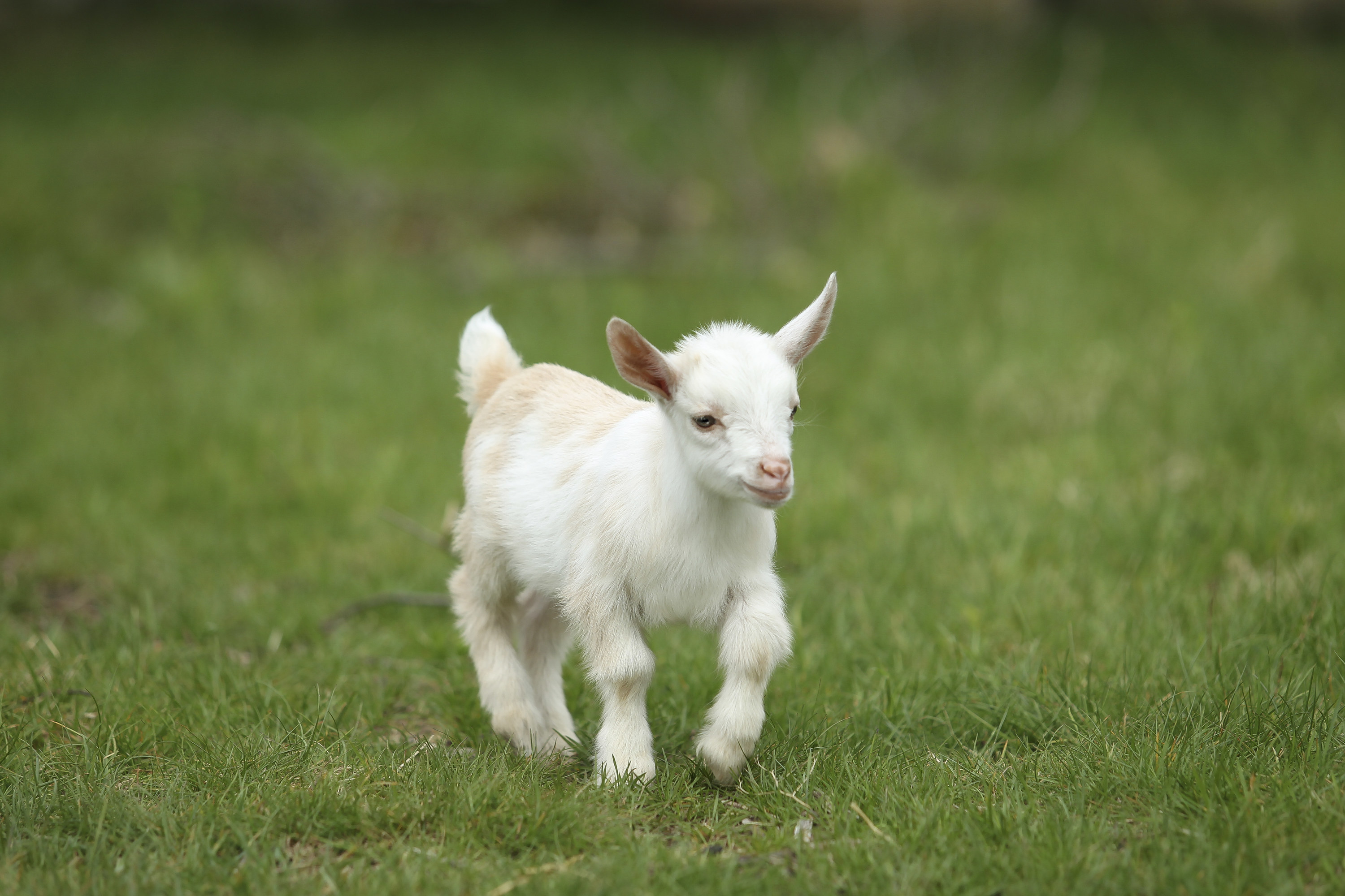 baby goat running through a field