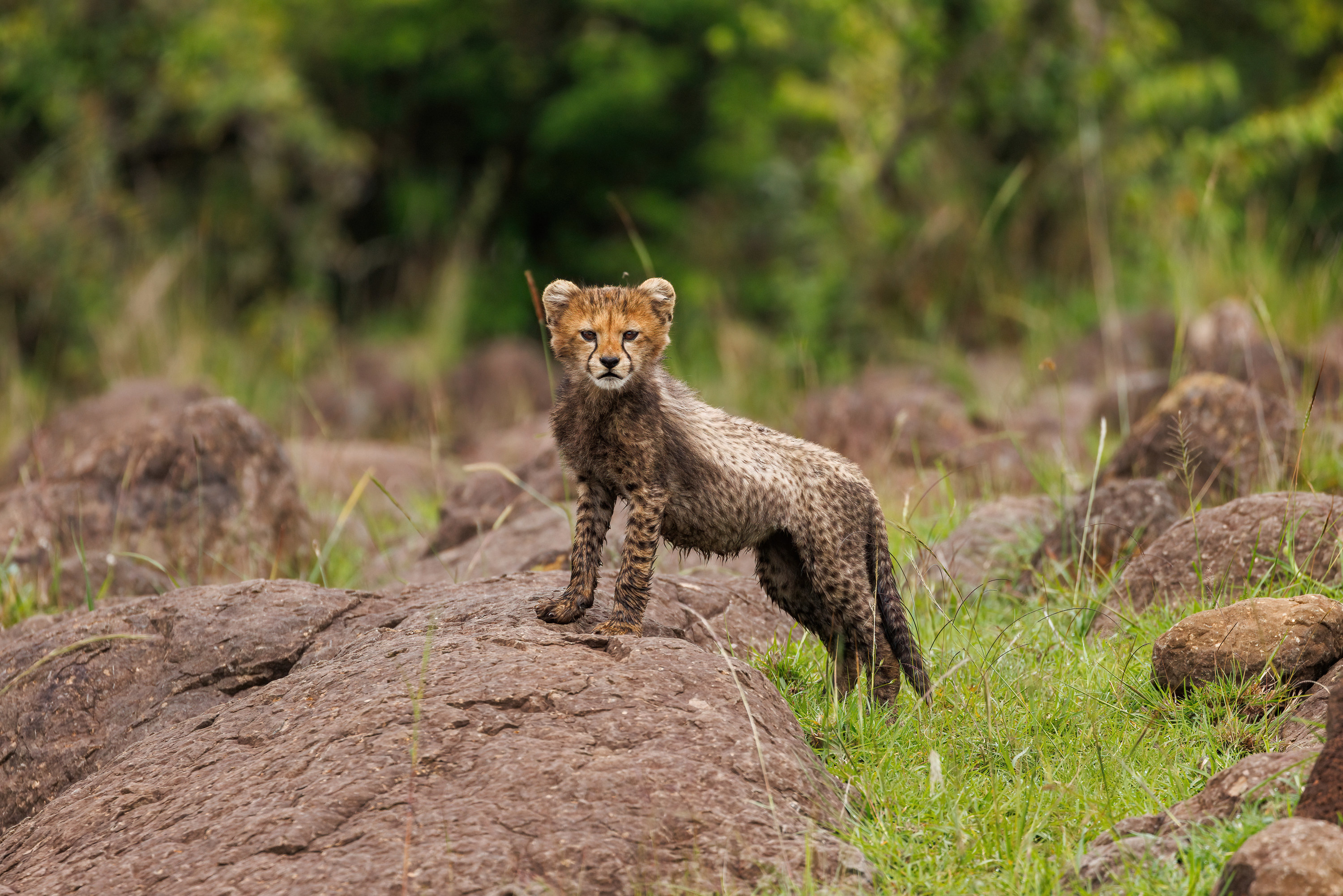 a baby cheetah perched on a rock looks at the camera