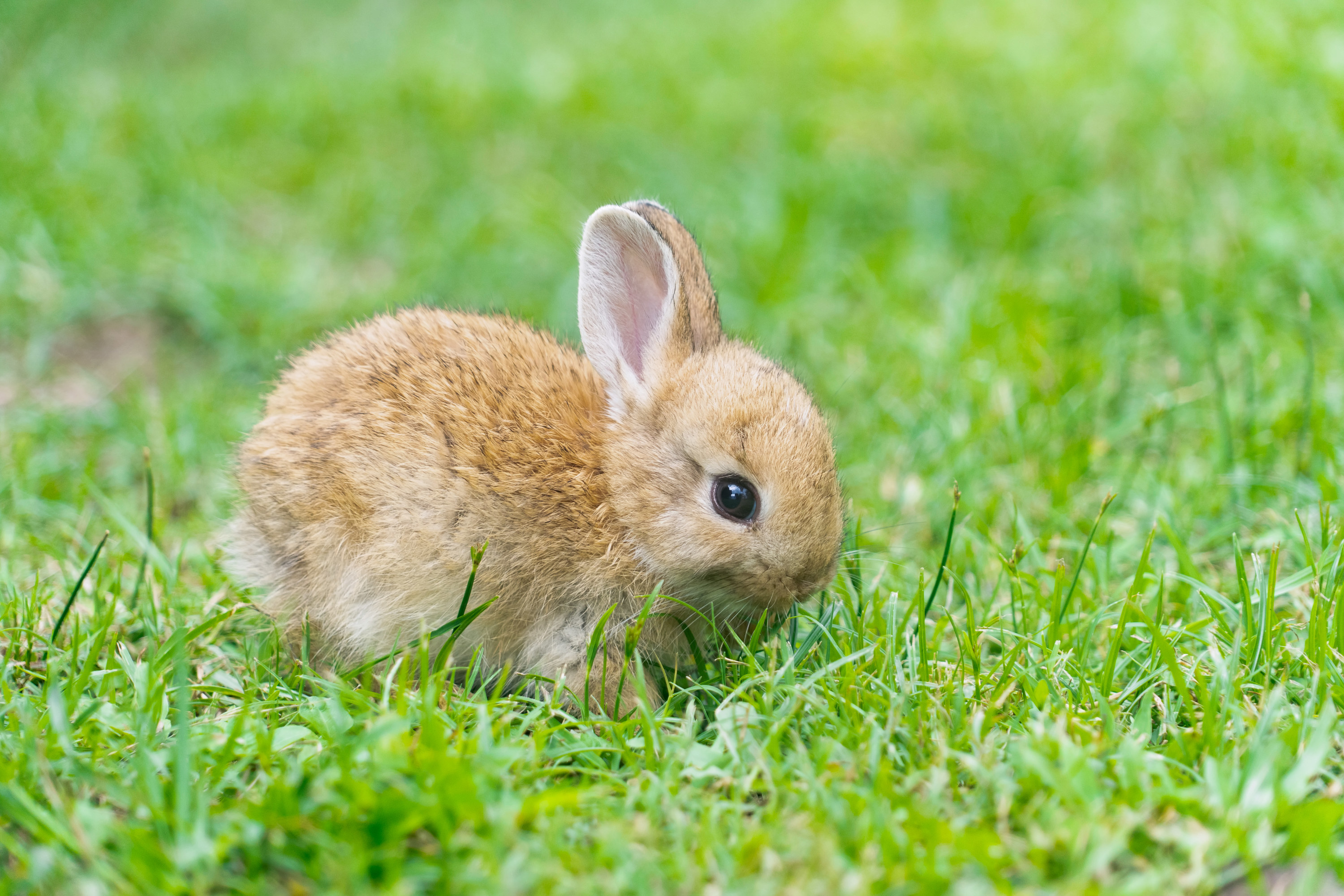 a baby bunny sits in grass
