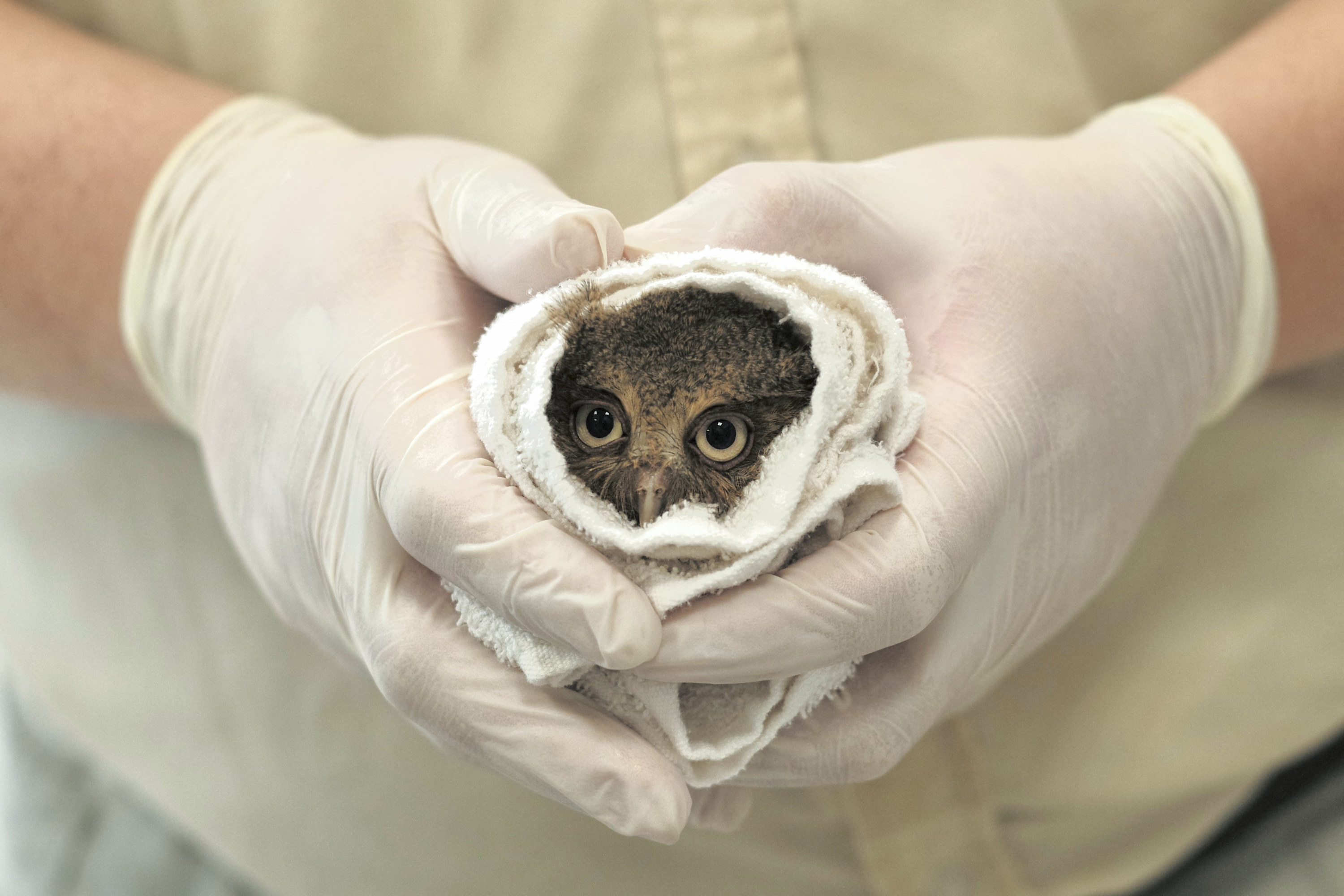 A baby mountain scops owl is wrapped in a cloth while a member of the staff checks on its health.