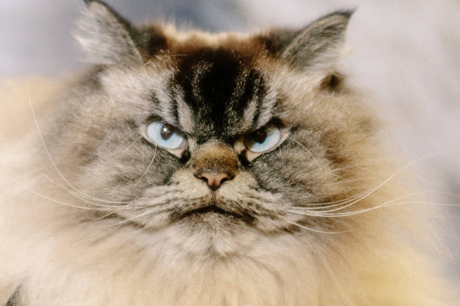Hey Kitty Girl! - CatCon Worldwide