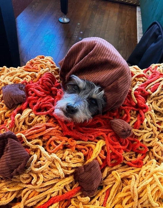 a dog dressed in a spaghetti and meatballs costume