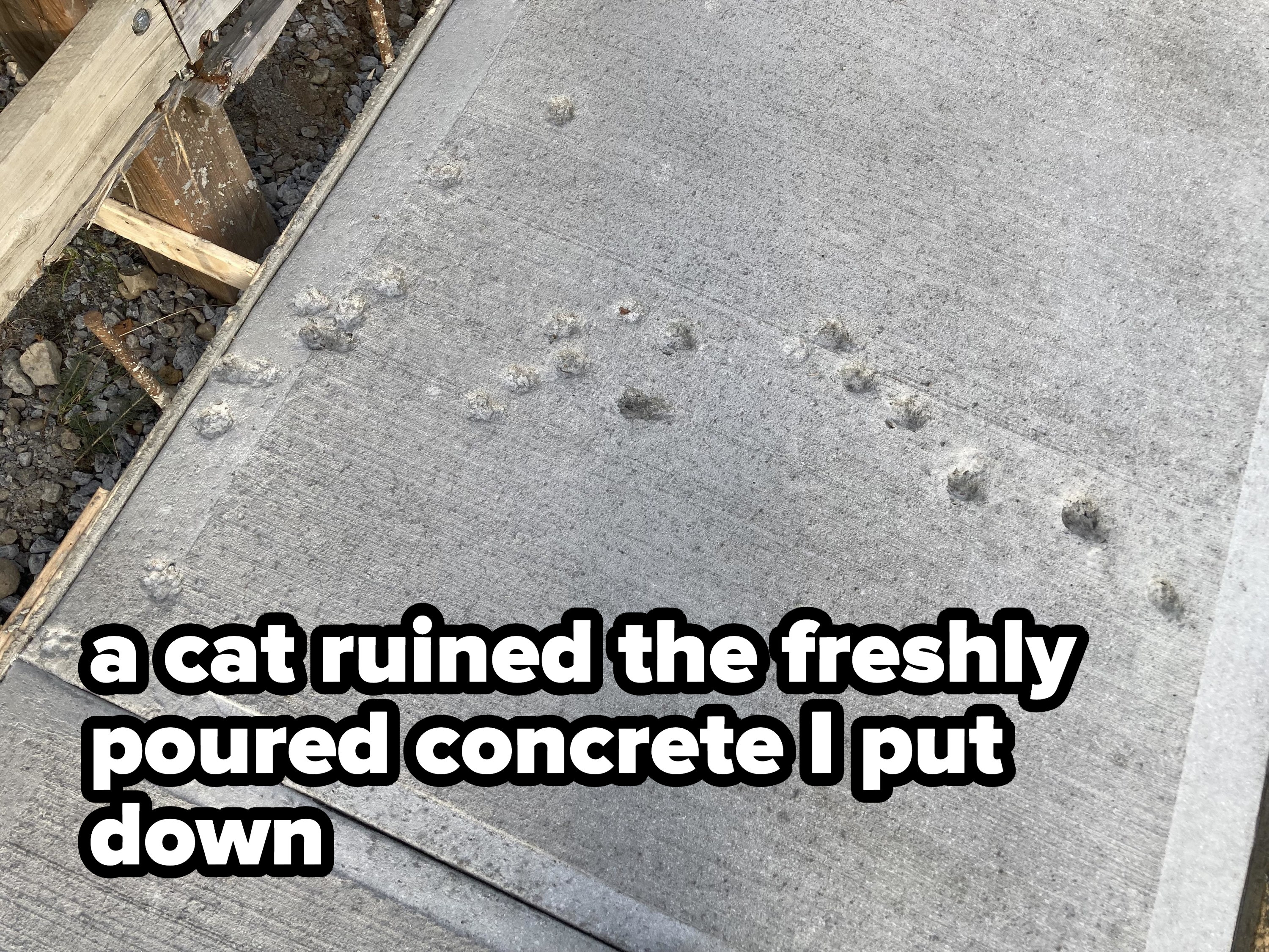 Freshly poured concrete with cat prints