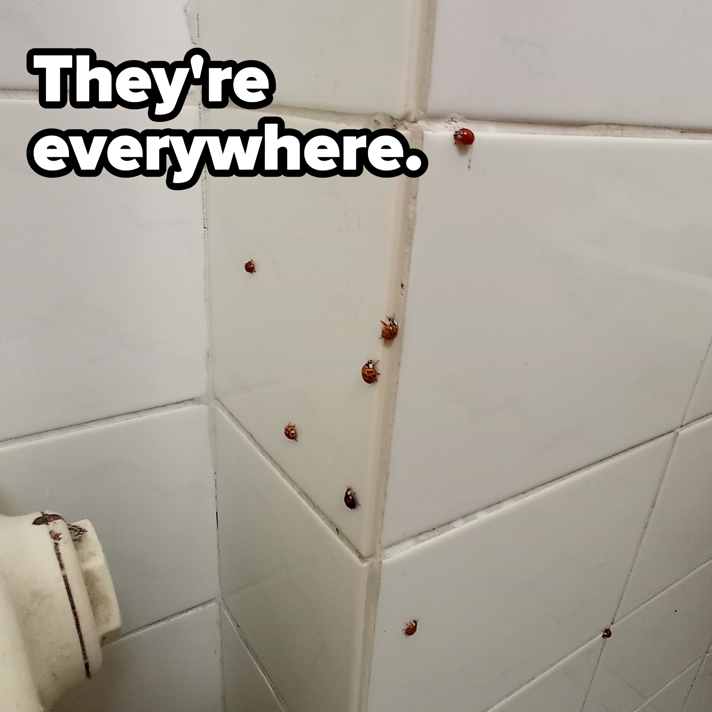ladybugs everywhere