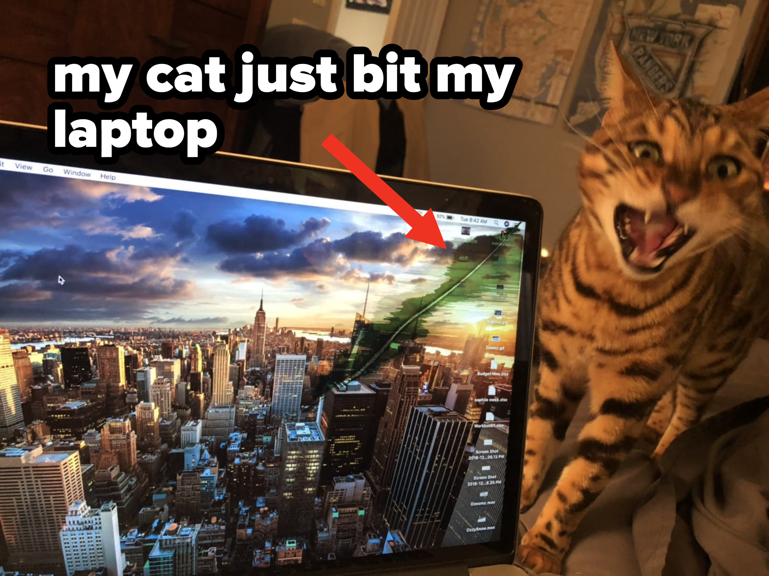 cat who bit a laptop