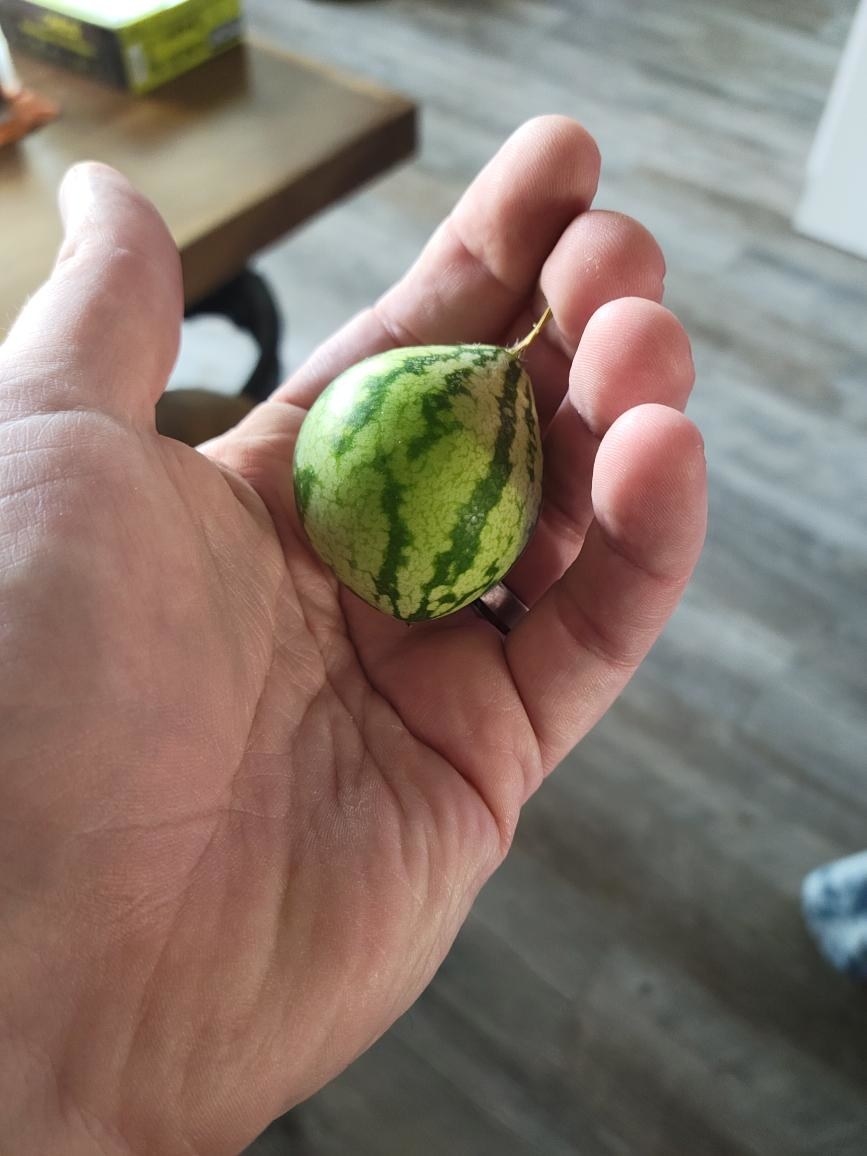 tiny melon