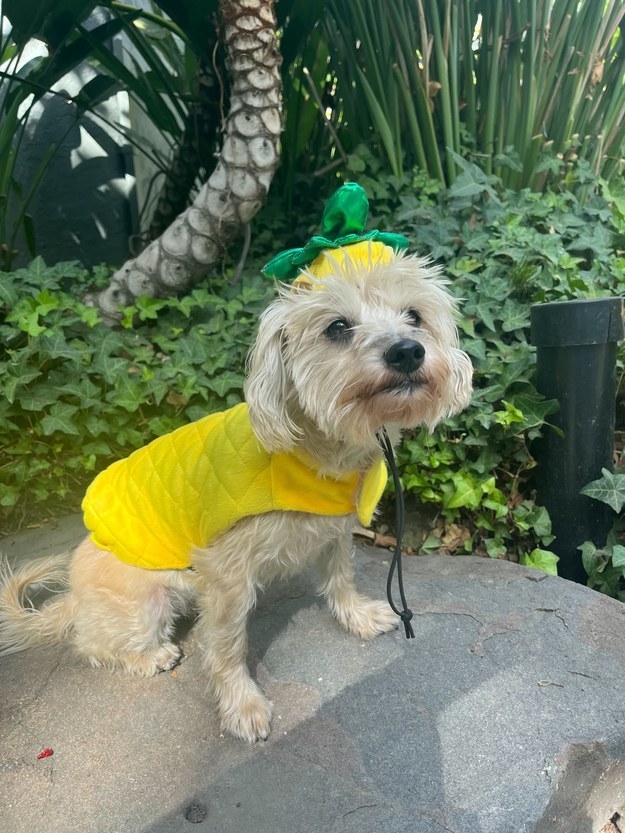 一个小的狗打扮成菠萝的形象