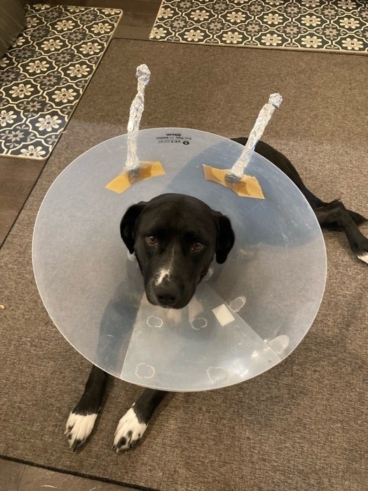 image of a dog dressed as a space alien with a cone