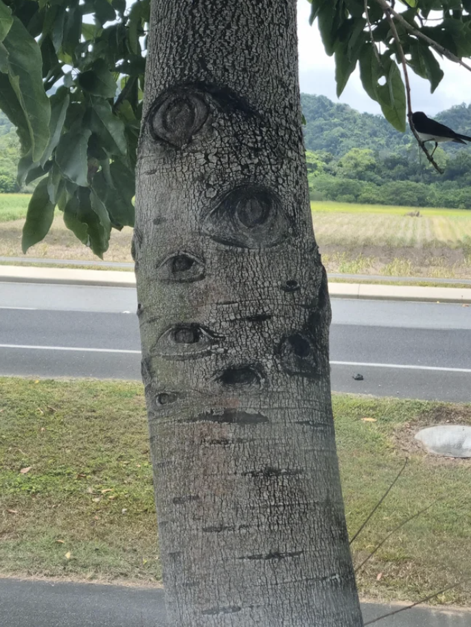 Eyes carved into a tree