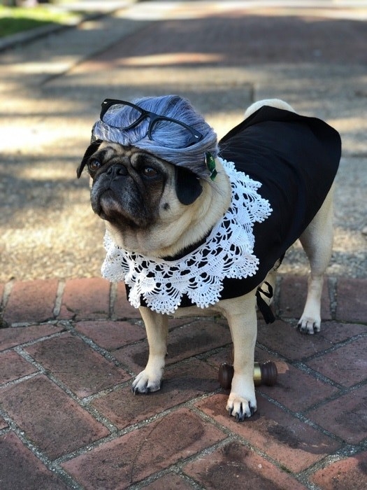 a dog dressed as Ruth Bader Ginsburg