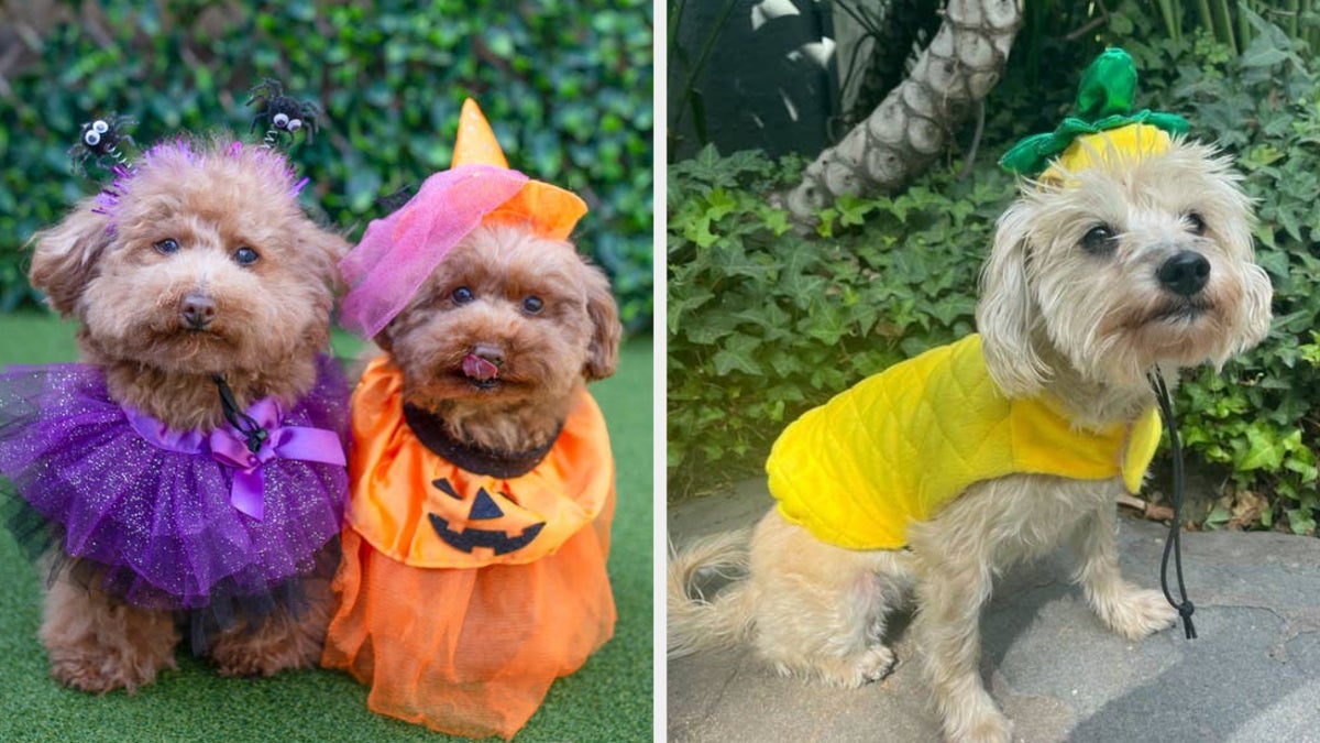 Dogs Who Dressed Up For Halloween