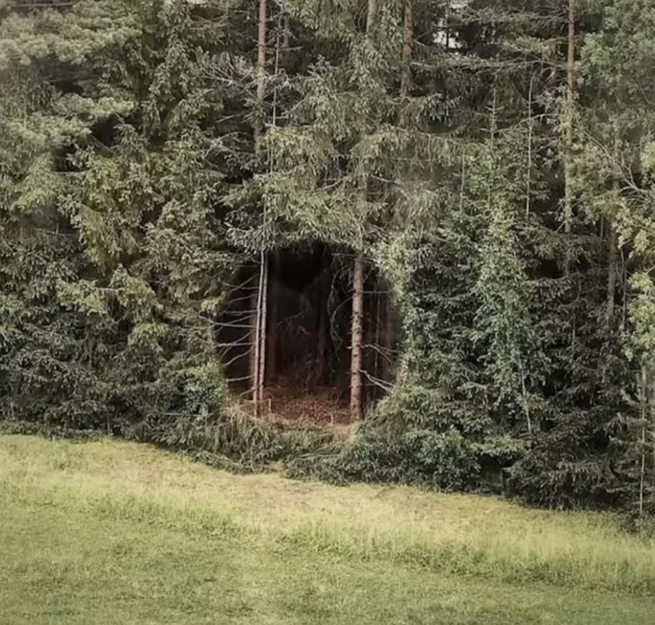A circular opening in a forest