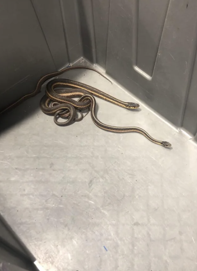 Snakes on a floor