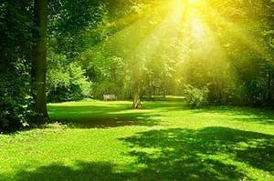This image is of a open section of grass surrounded by a few trees and sun rays gleaming down from above onto the bright green grass!!