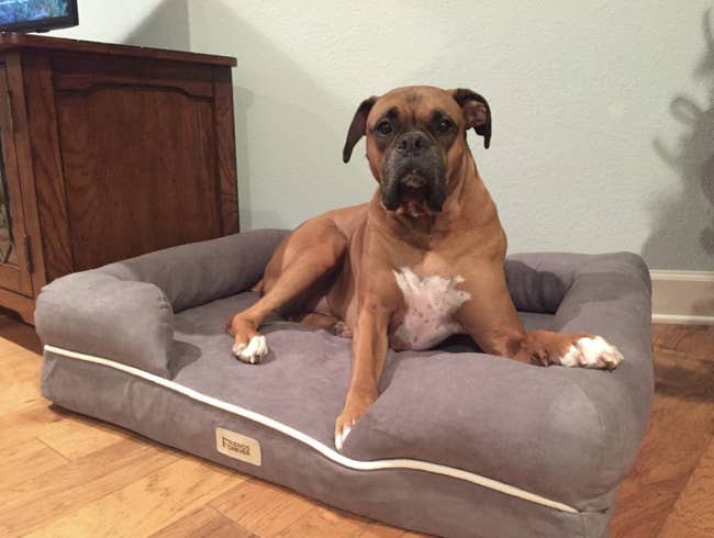 reviewer's boxer laying on the bed