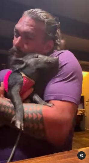 Jason Momoa Is Obsessed With His Pet Pig - 60