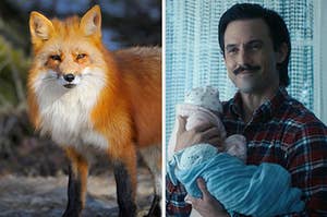 On the left, a red fox, and on the right, Jack from This Is Us holding two babies