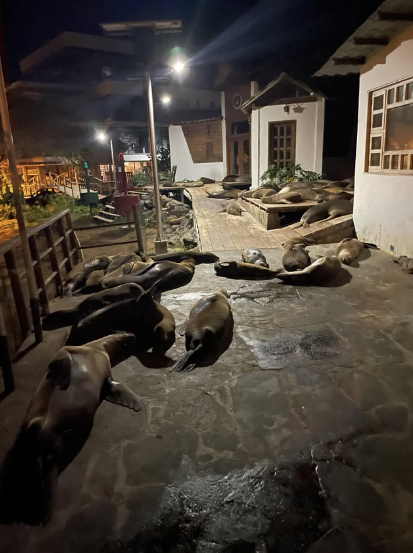 sea lions covering the sidewalk and entrance to the villas