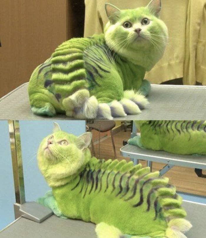 A cat with a dragon cut