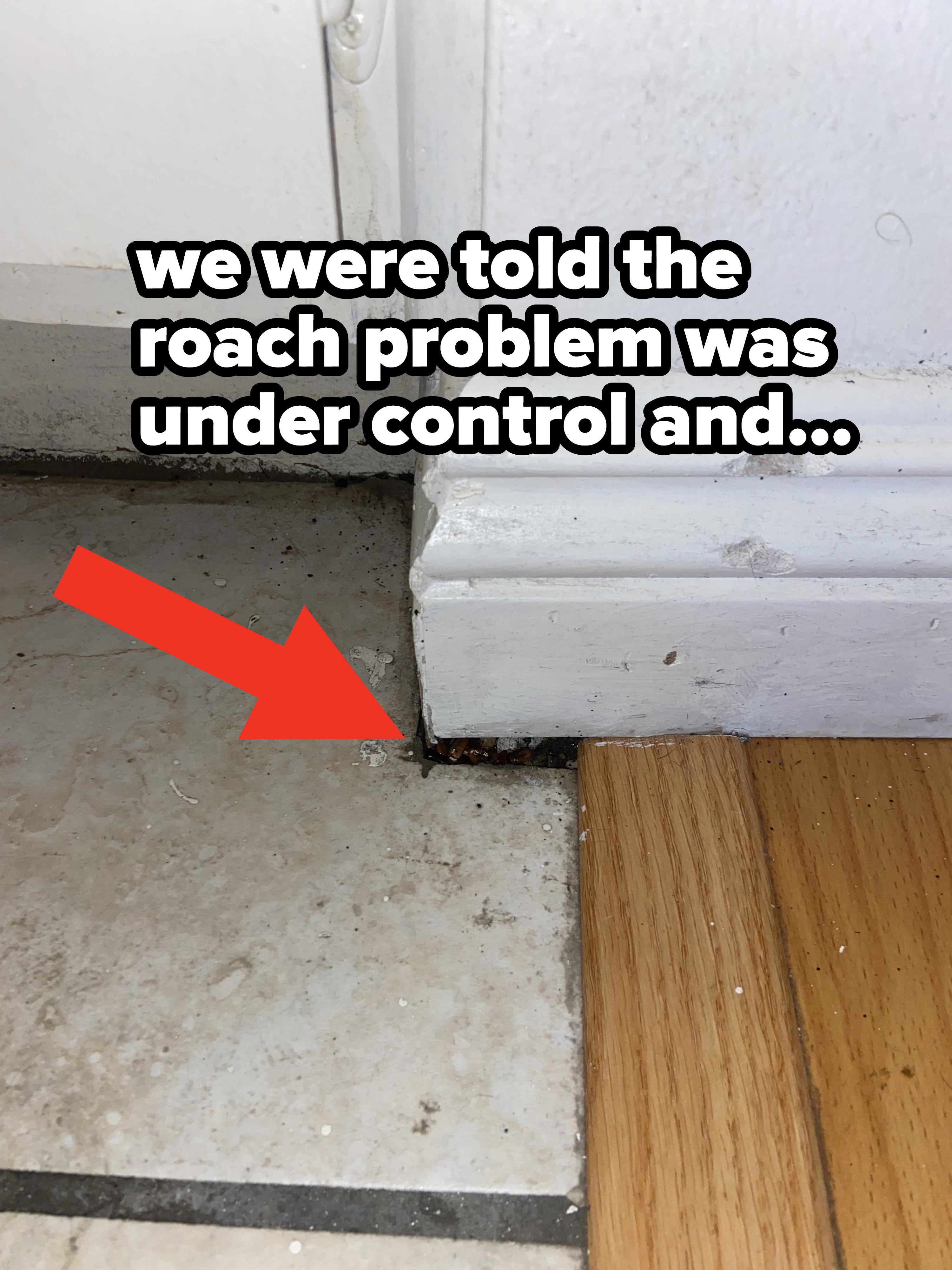 Arrow pointing to what appear to be large roaches in a crevice between the floor and the wall