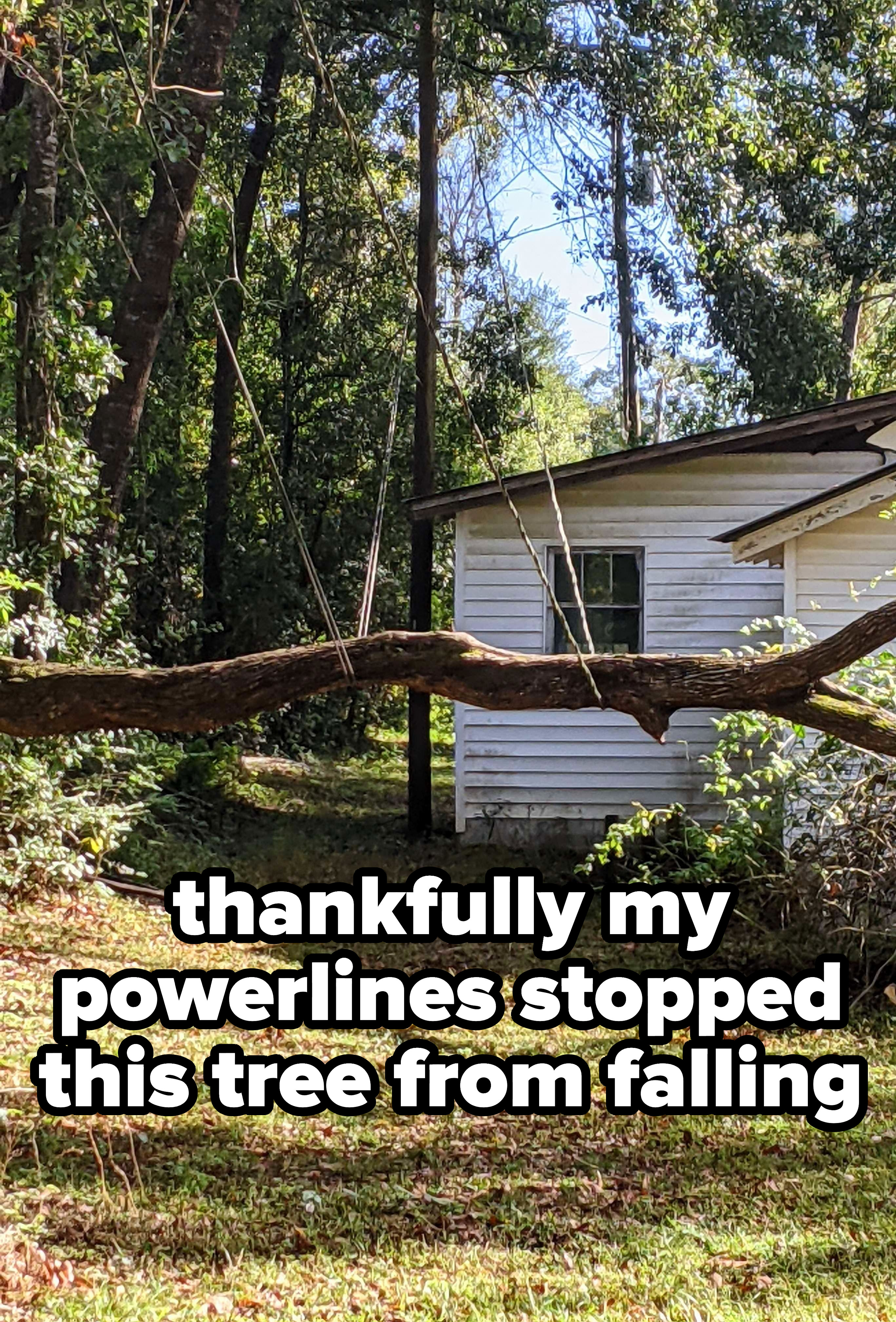 A fallen tree held up only by two power lines