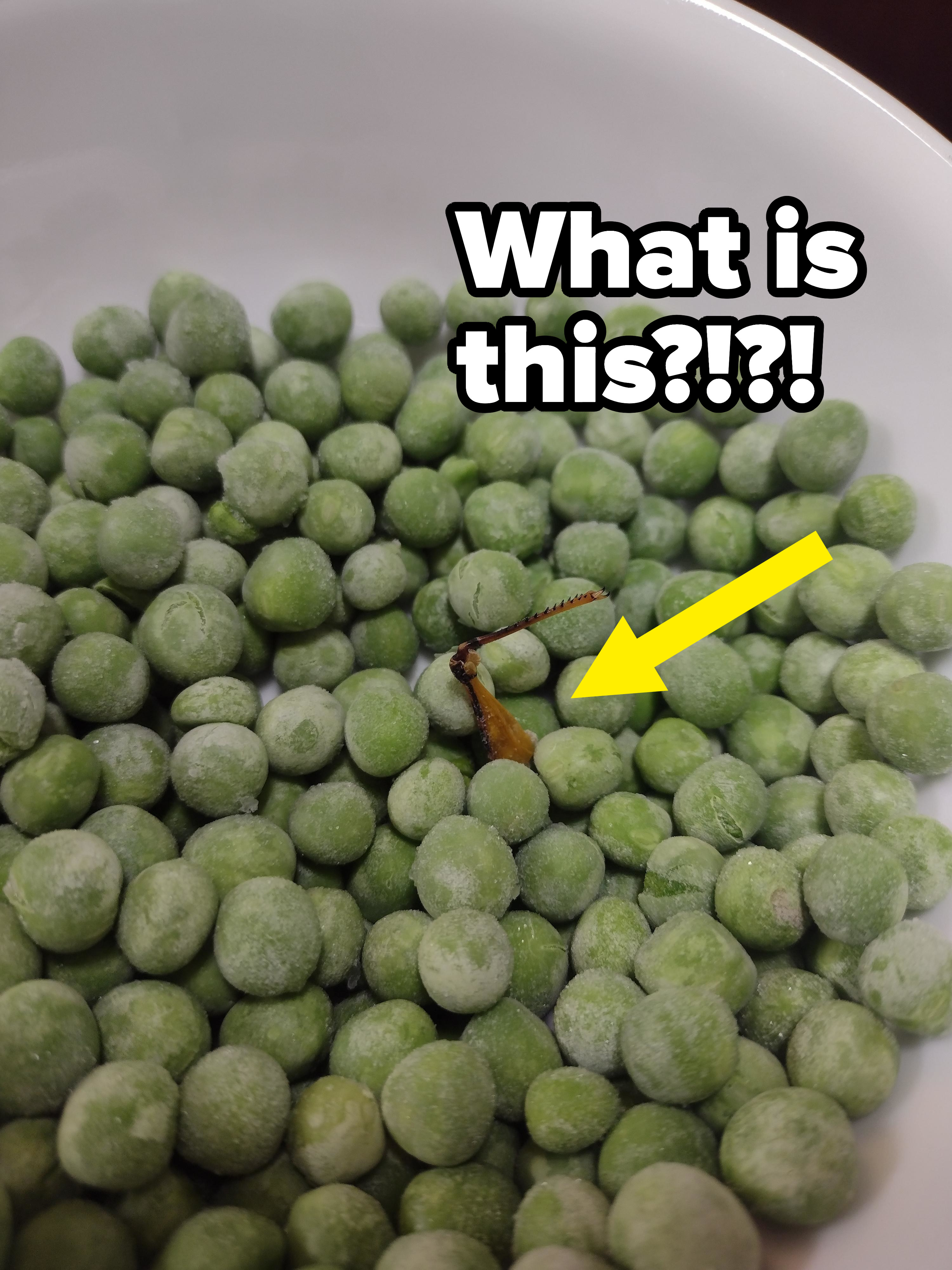 An insect amid frozen peas