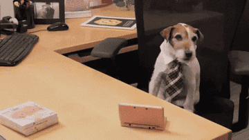 dog sitting at an office desk