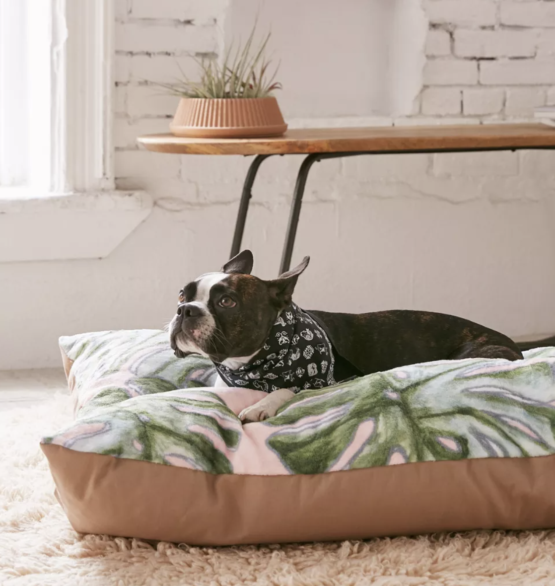 a french bulldog laying on the cushion in a living room
