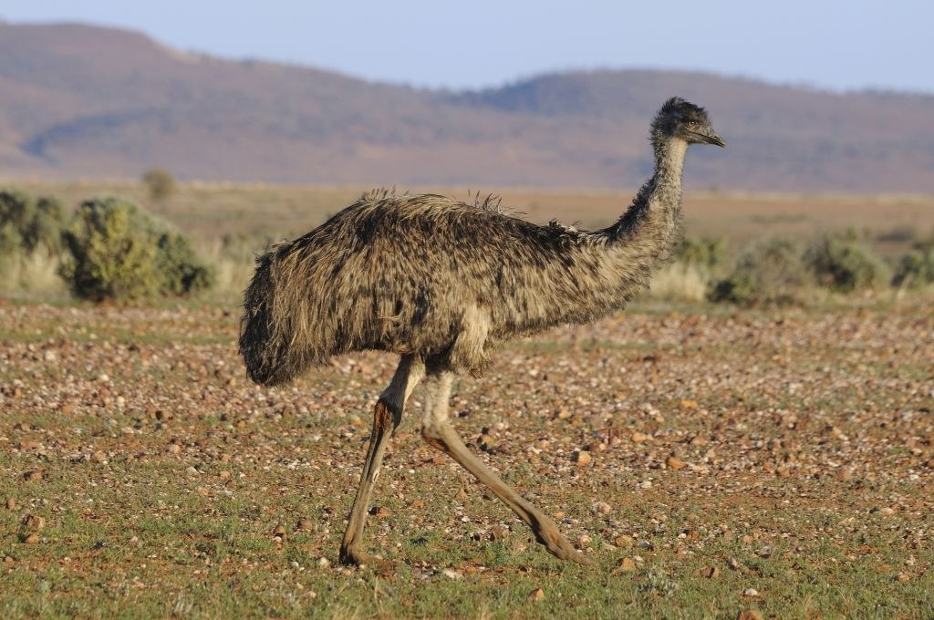 An emu