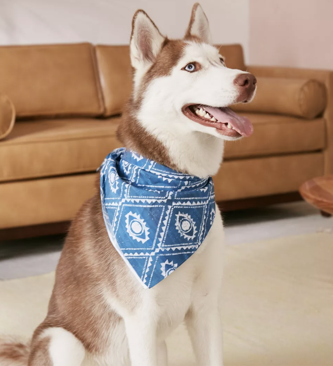 A husky wearing a bandana in a living room