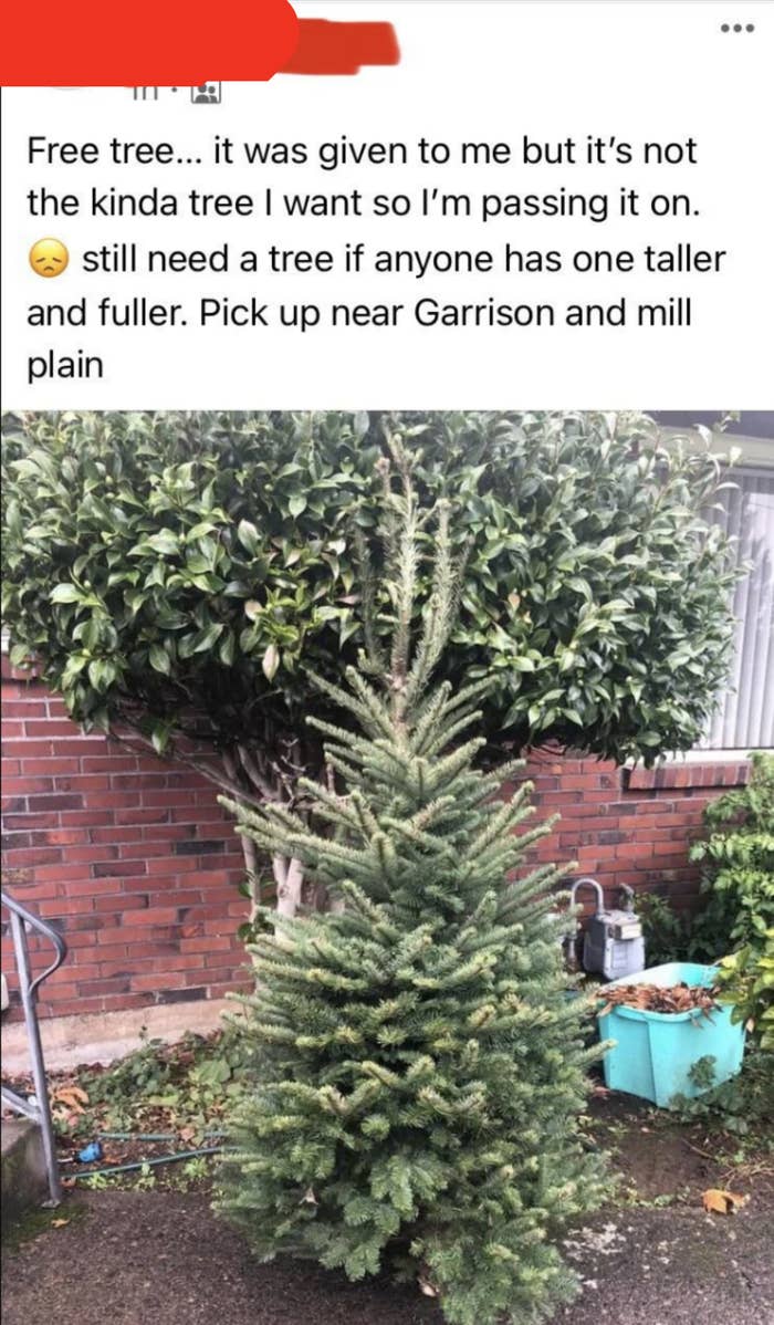 Same person posts photo of a lovely real tree w/the message that it was given to them but it&#x27;s not the kind of tree they want, so they&#x27;re passing it along and are still looking for a free one that&#x27;s taller and fuller