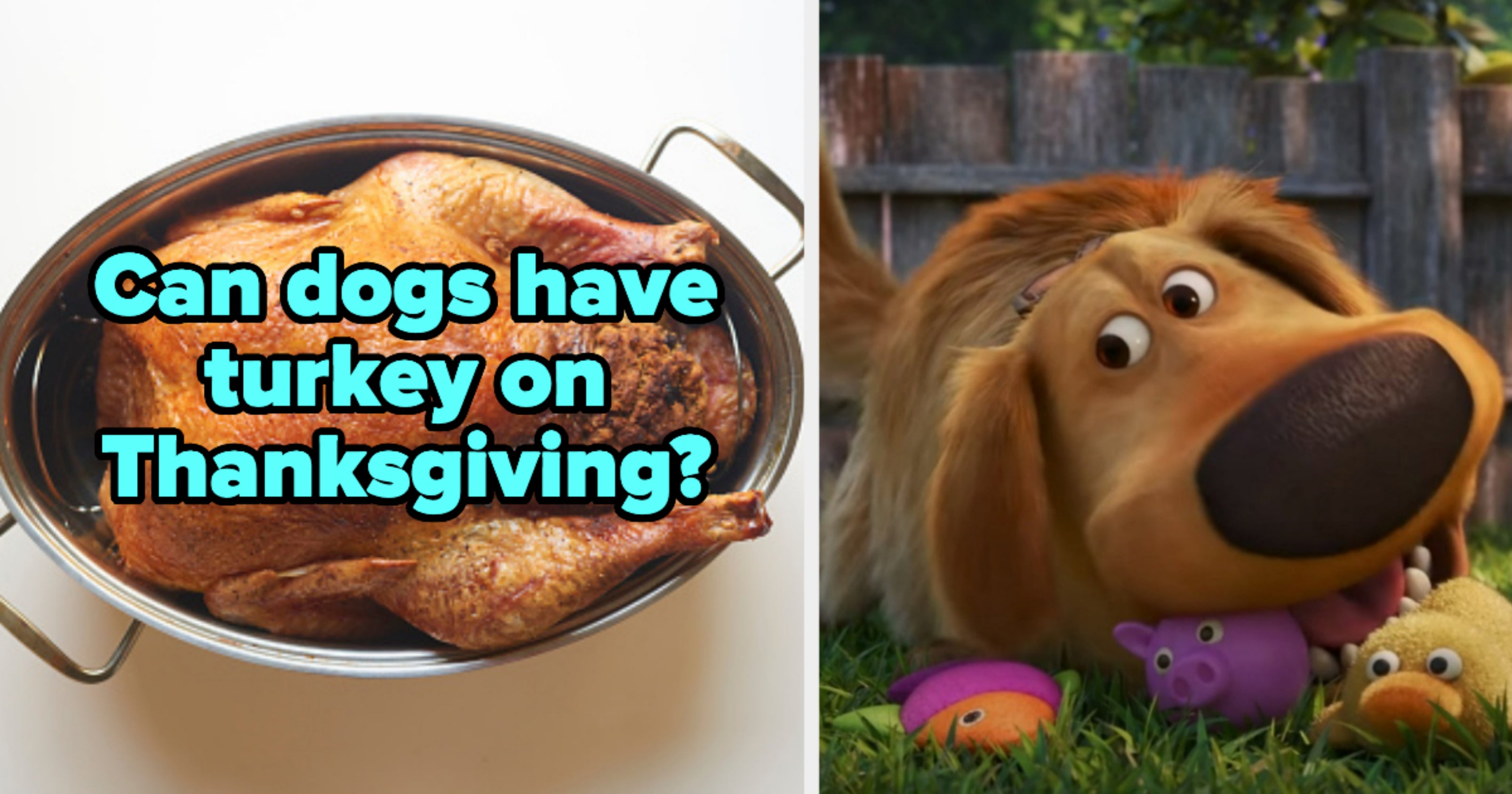 Can My Dog Have These Thanksgiving Foods?