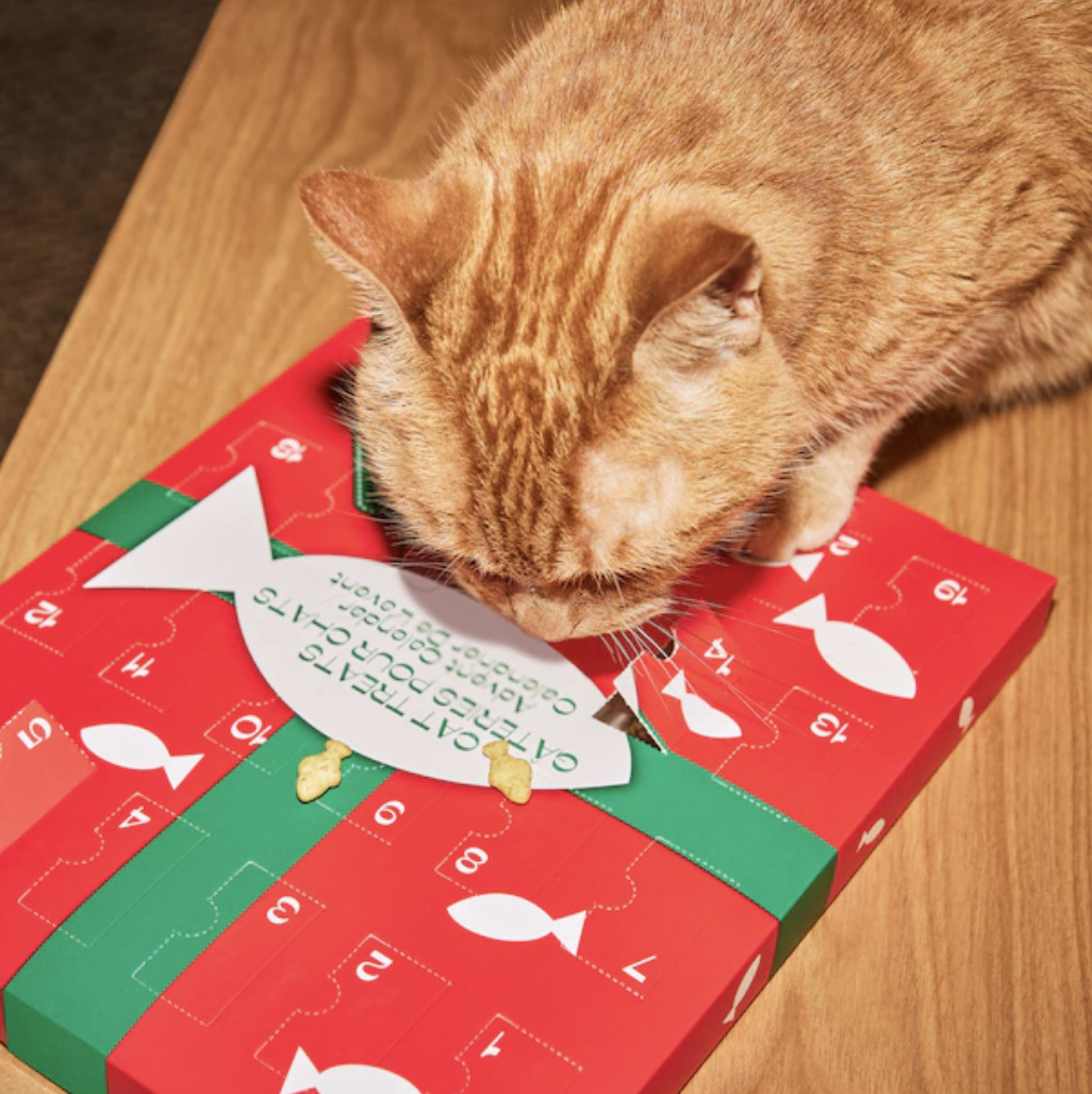 A cat standing on the advent calendar with fish shaped treats coming out of it