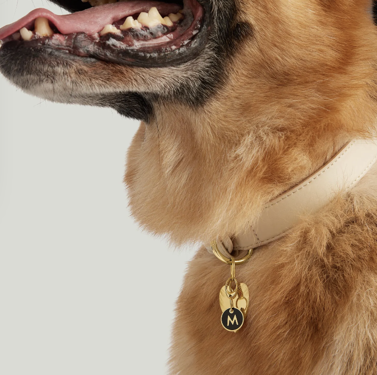 a dog with the gold charm on their collar