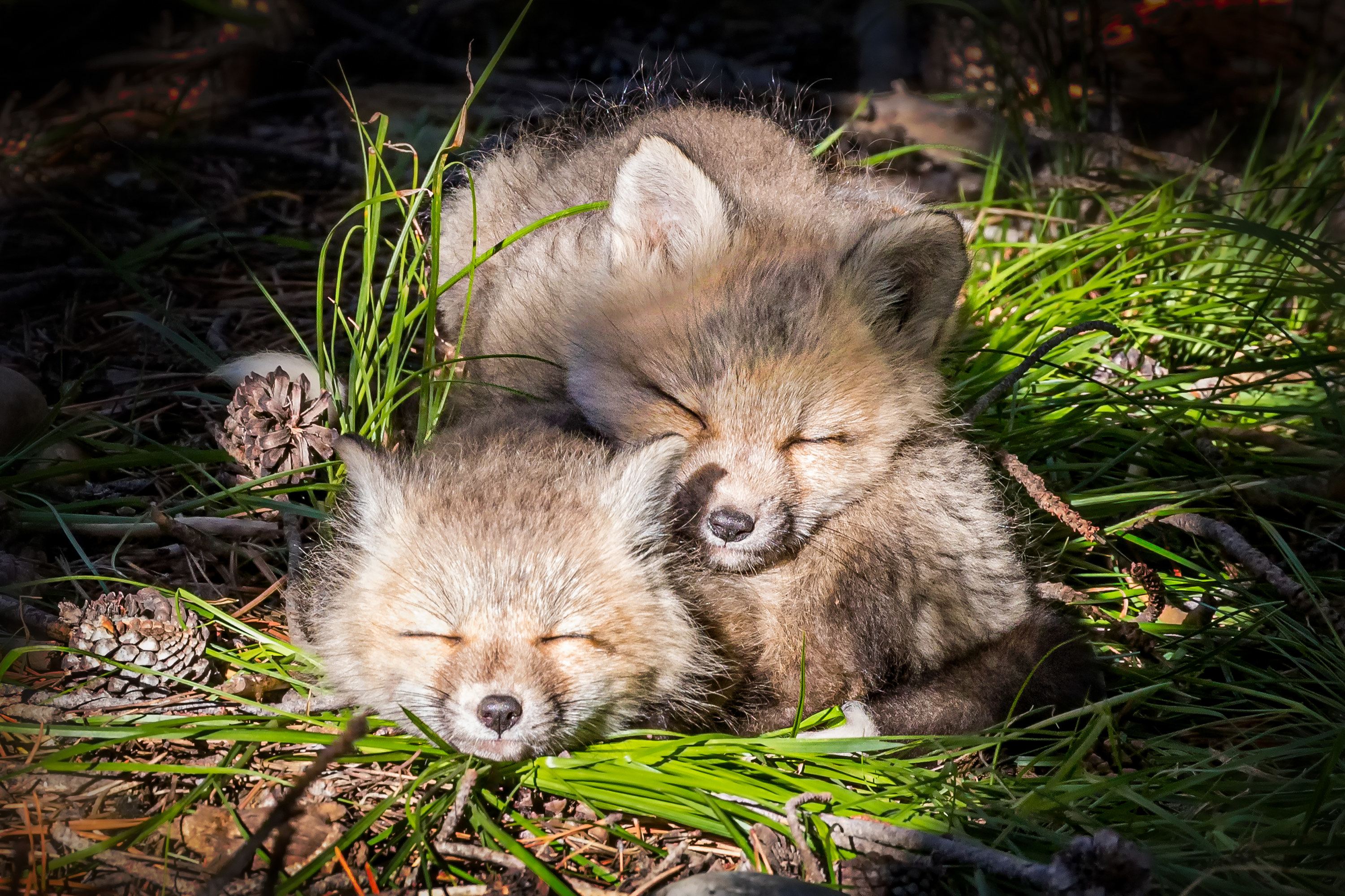 Two baby fox kits sleeping with eyes shut and snuggled on top of each other in the forest of Grand Teton National Park.