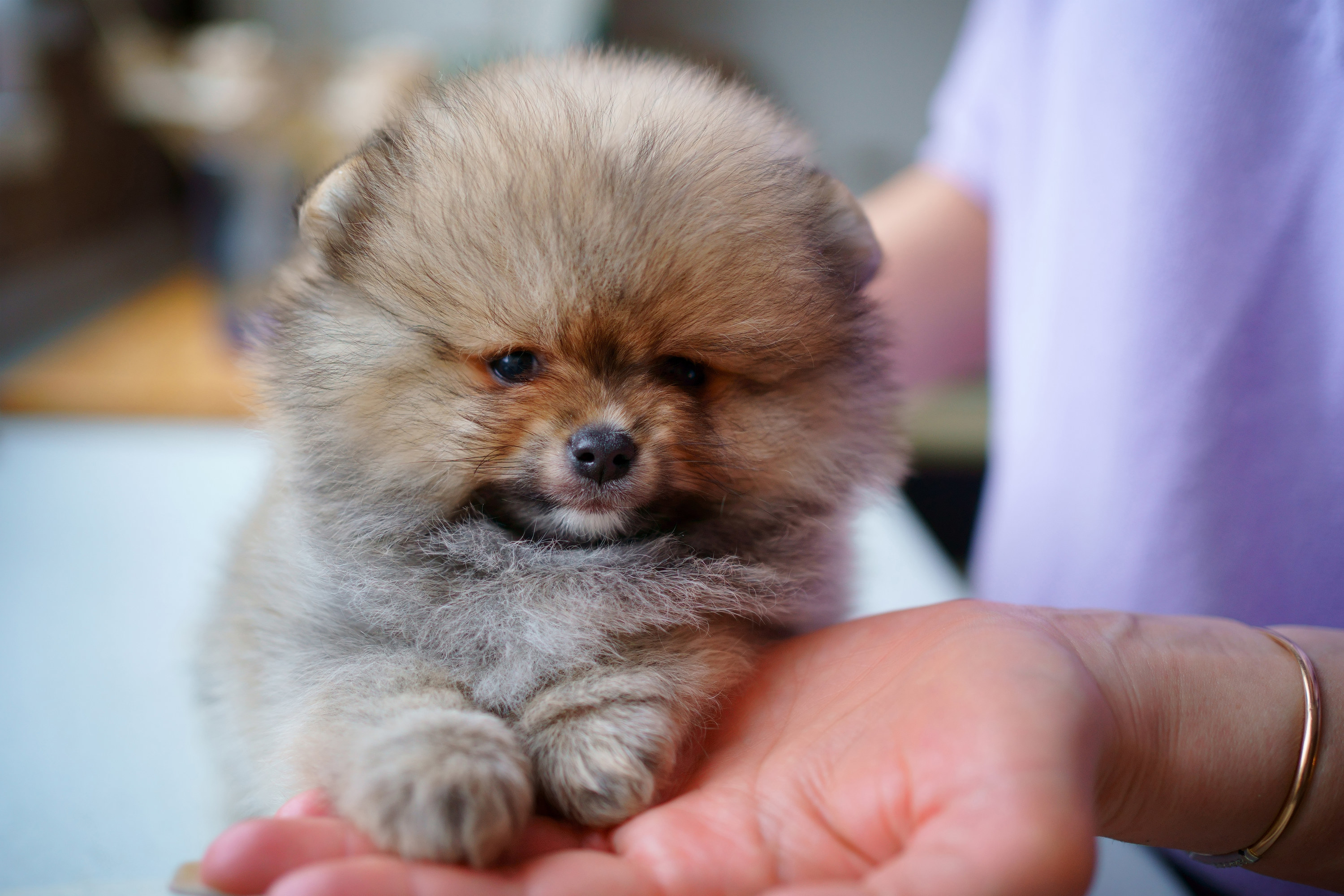 Some store cute puppies