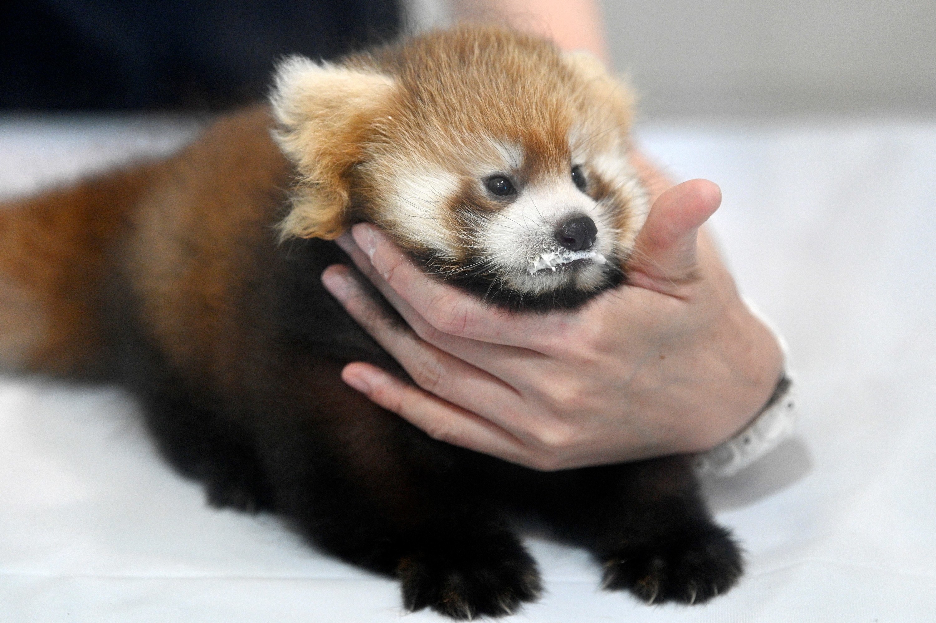 A nearly two-month-old female red panda cub is nursed by a staff member during a media event at the Hakkeijima Sea Paradise in Yokohama on September 6, 2022.