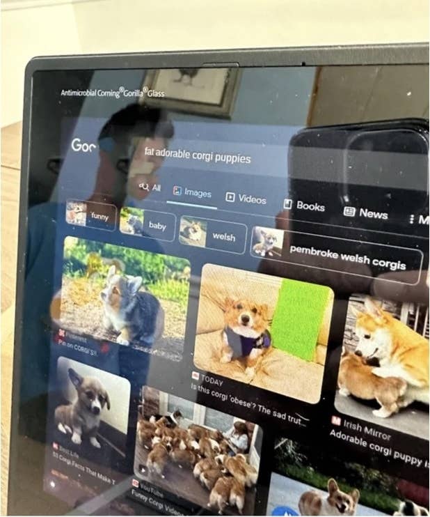 A screenshot of corgis on a computer