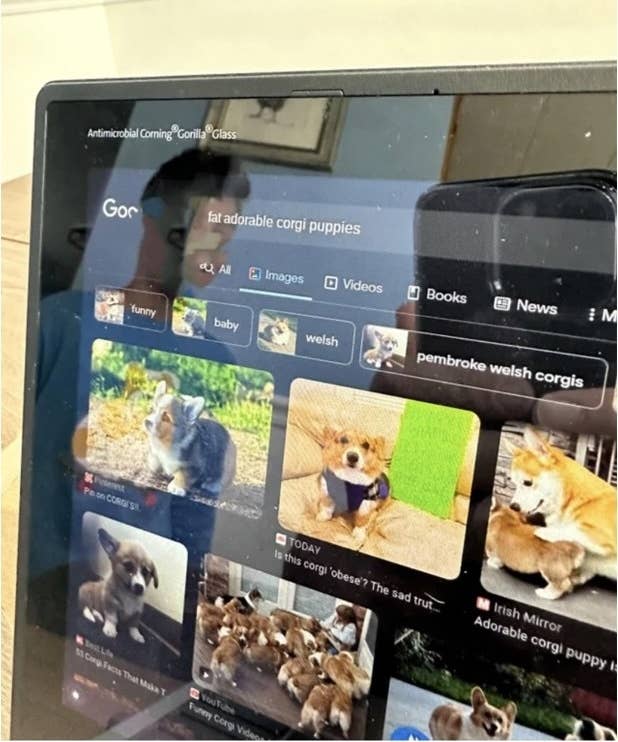 A screenshot of corgis on a computer