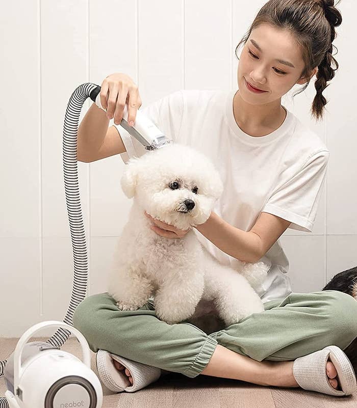 a person grooming their bichon frise with the kit