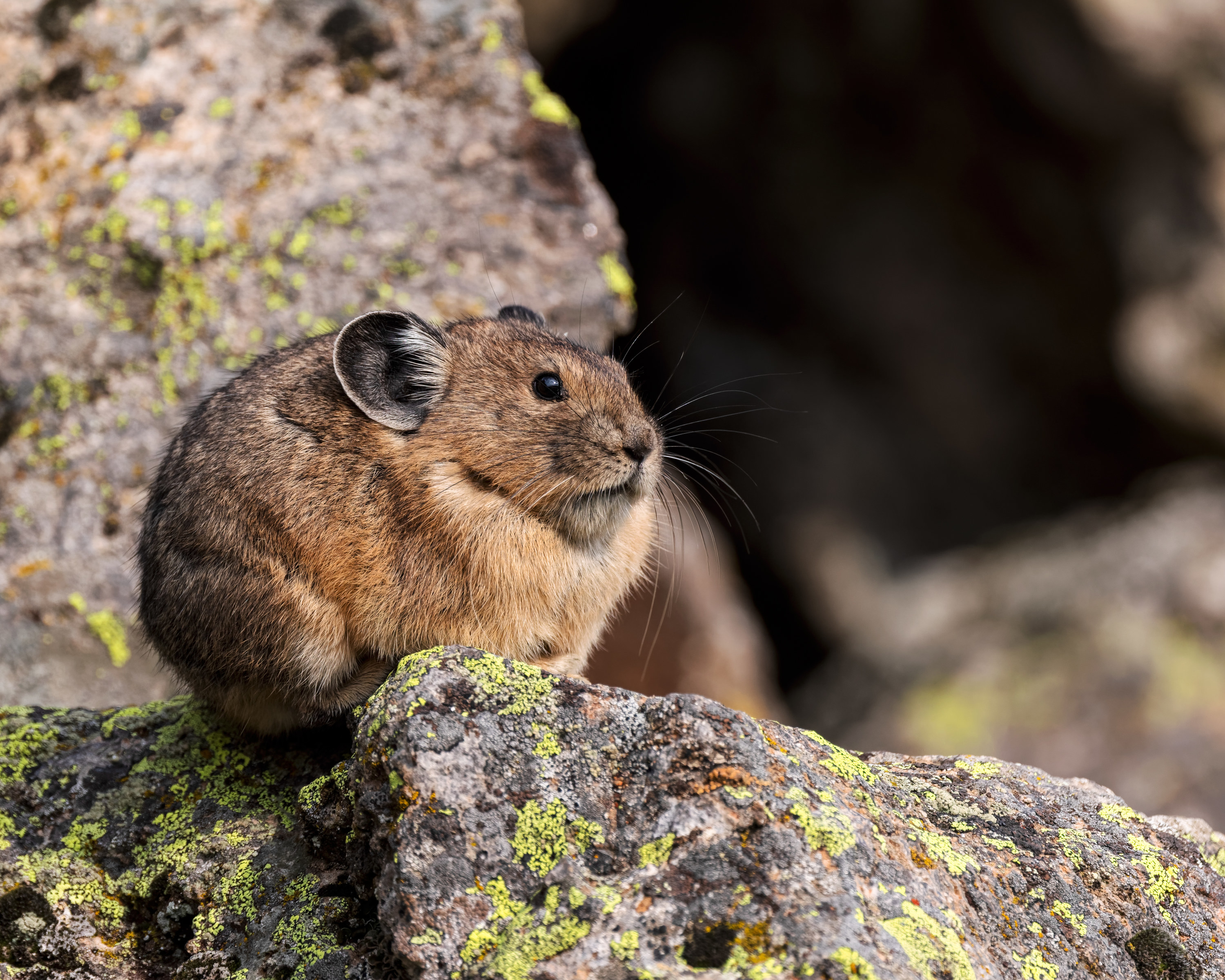 A pika rests in Yellowstone National Park