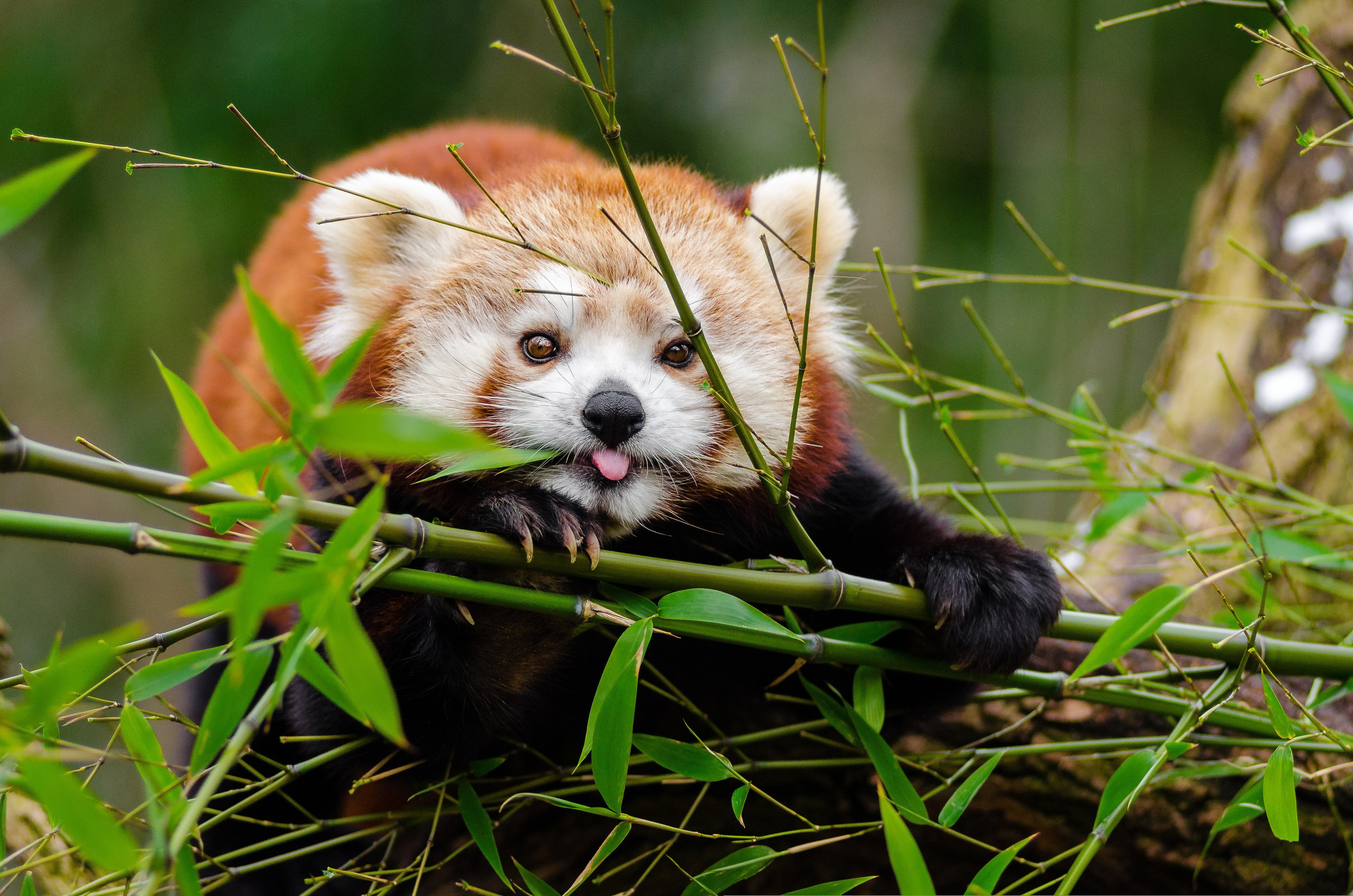 Red panda holding bamboo