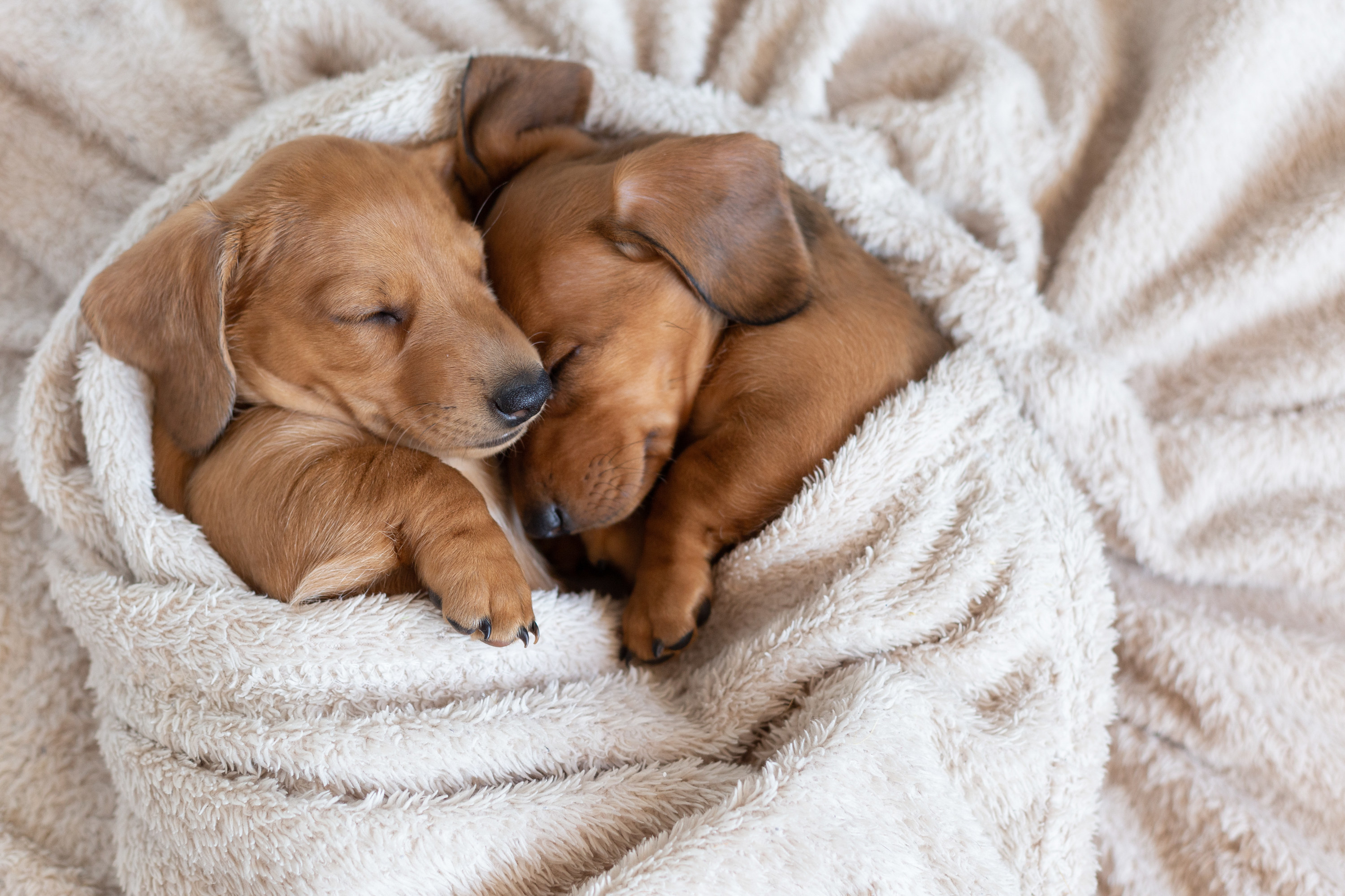 Cute dachshund puppies sleep cuddled up to each other.