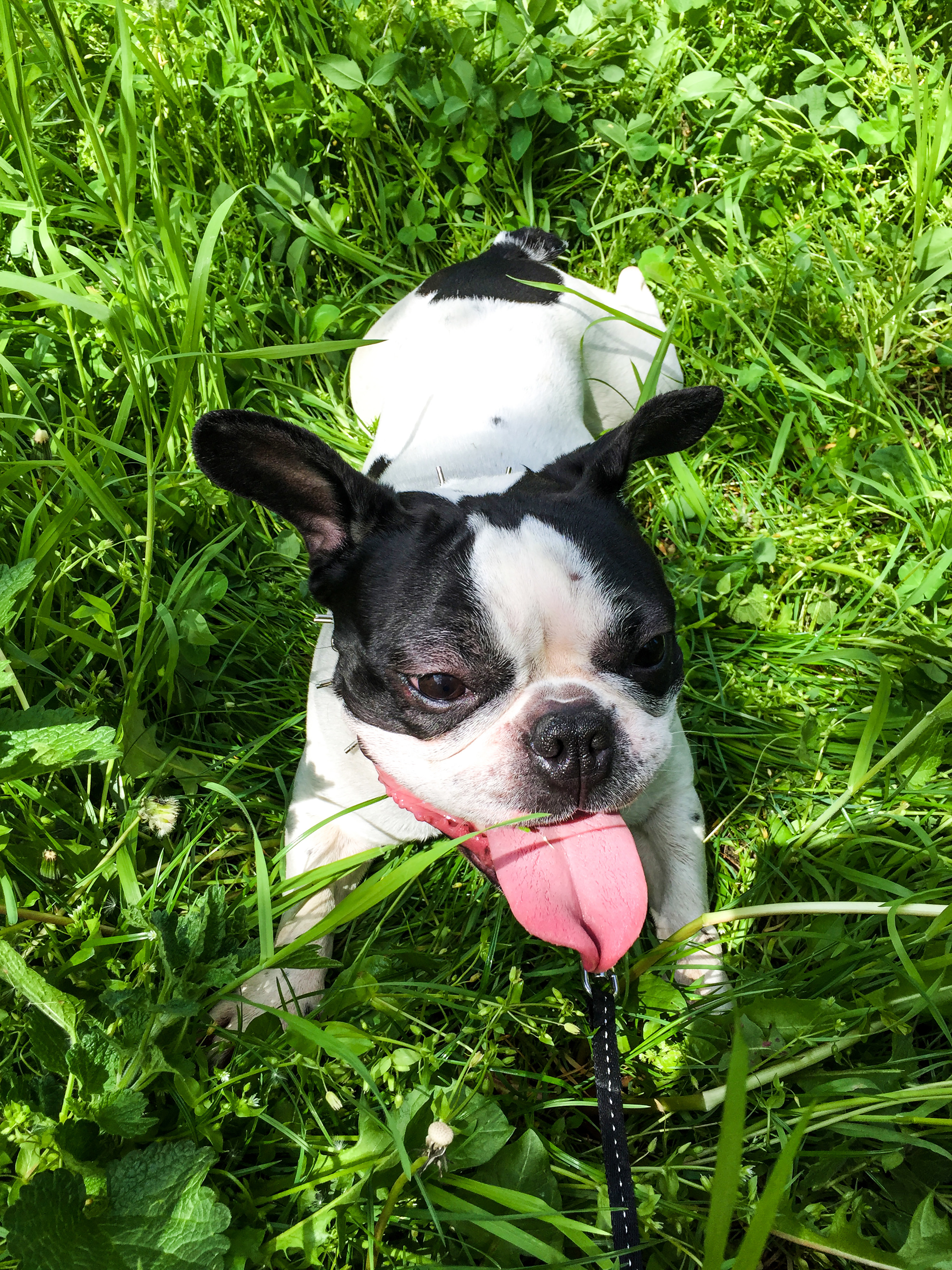 black and white puppy in grass with tongue out