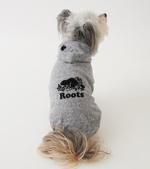 a small dog wearing the hoodie in front of a plain background